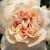 Narancssárga - Virágágyi floribunda rózsa - Jelena™